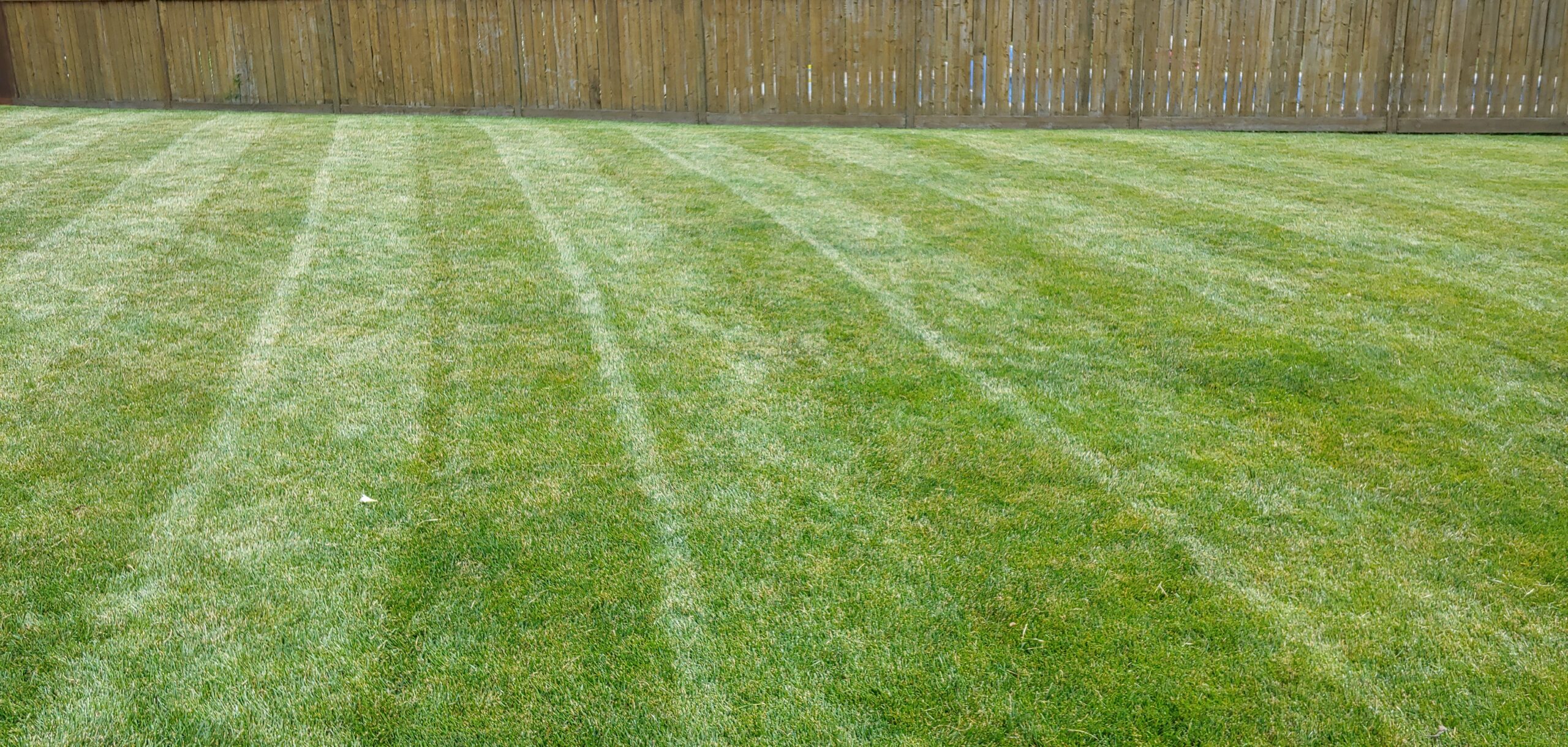 5 Steps to Creating a Beautiful Lawn